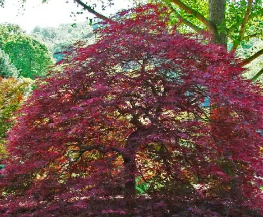 red dragon maple bonsai