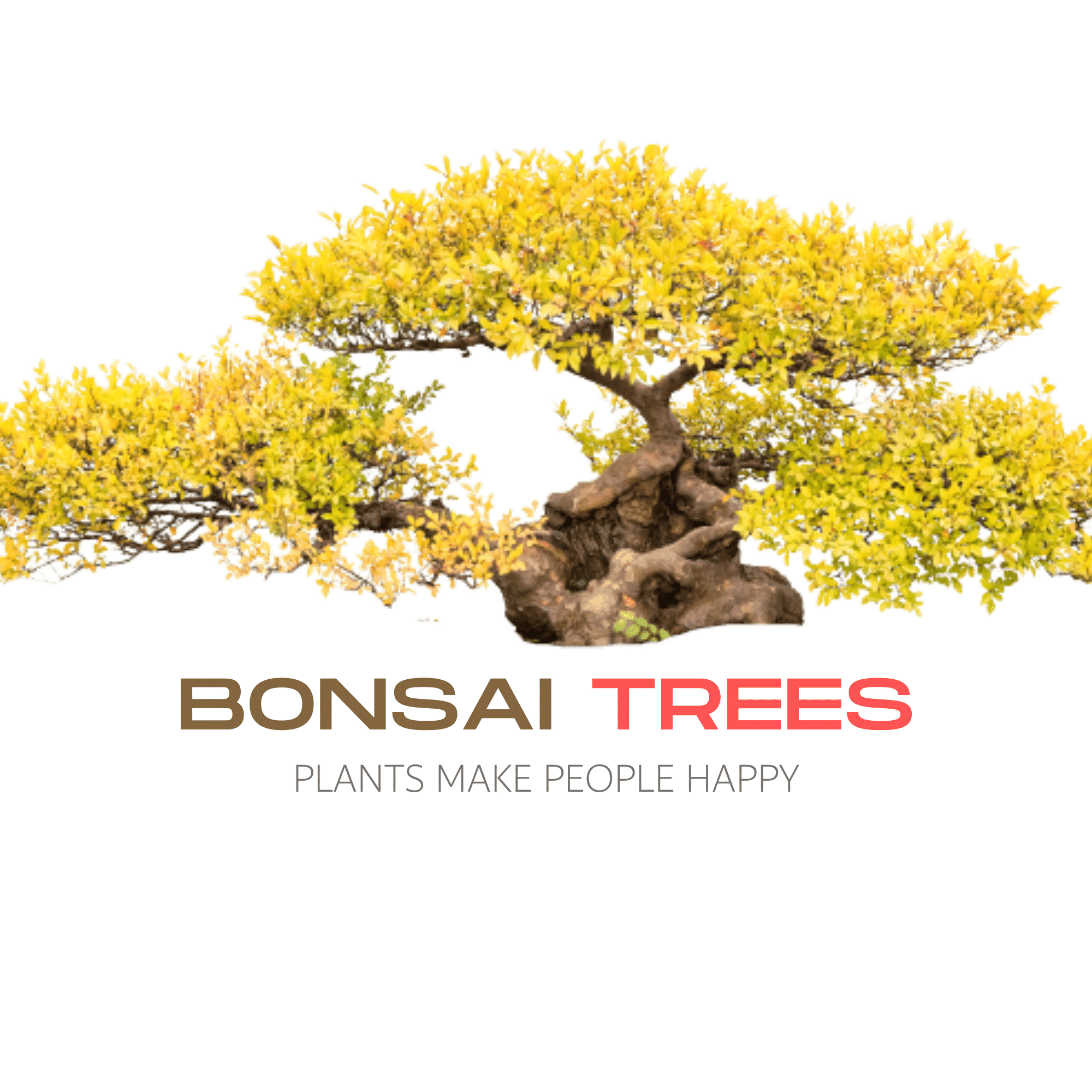 Boansi-tree-2000-×-2000-بيكسل-2.png
