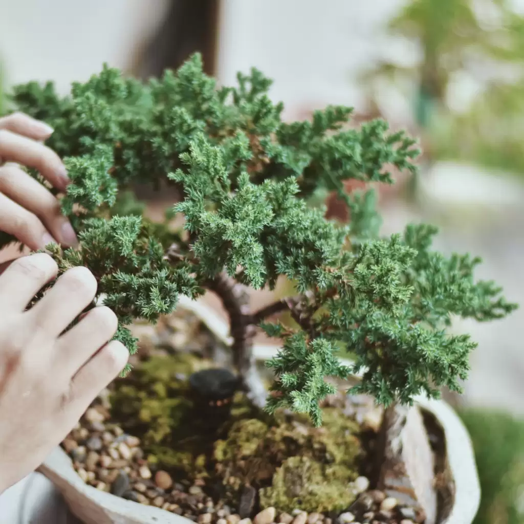 How To Propagate a Home-Grown Bonsai maple tree