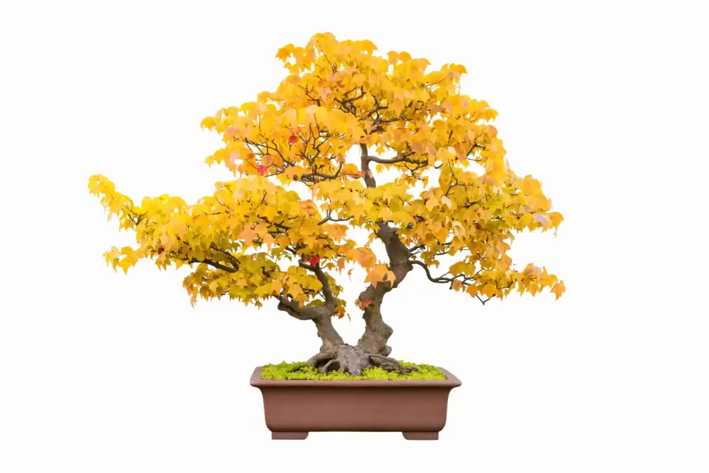 How does the bonsai maple tree grow in Japan