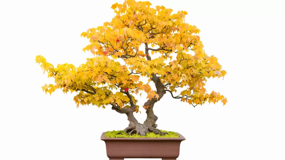 How does the bonsai maple tree grow in Japan?
