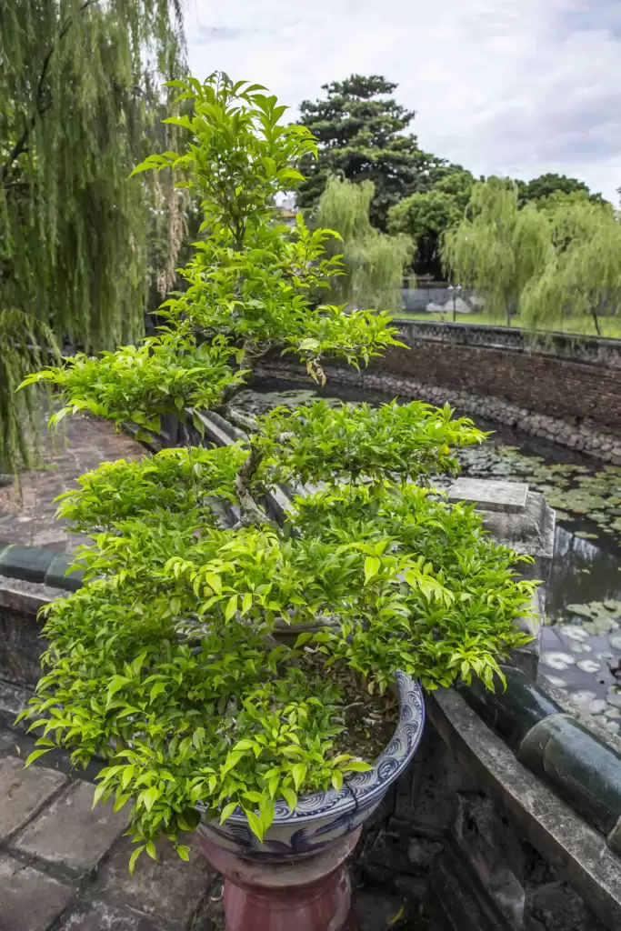 Bonsai Maple Tree