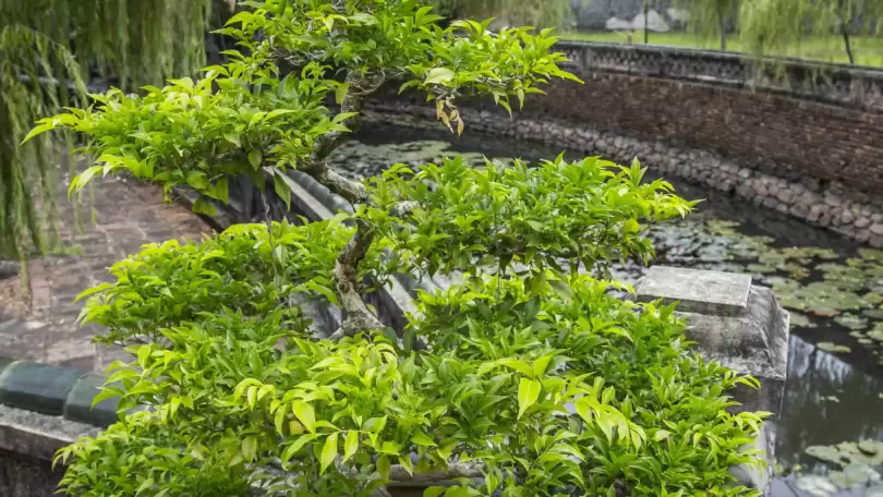 Top Ten Types of Bonsai Maple Tree to Growing