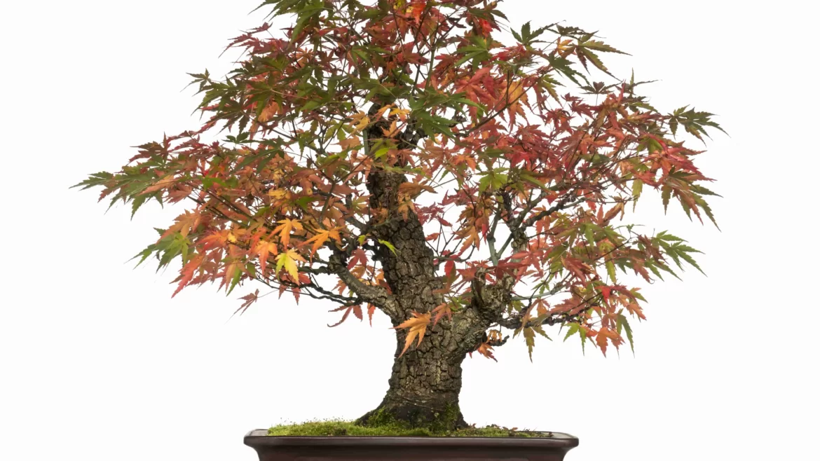 A Bonsai Maple Tree Propagation, Plantation, And Prune
