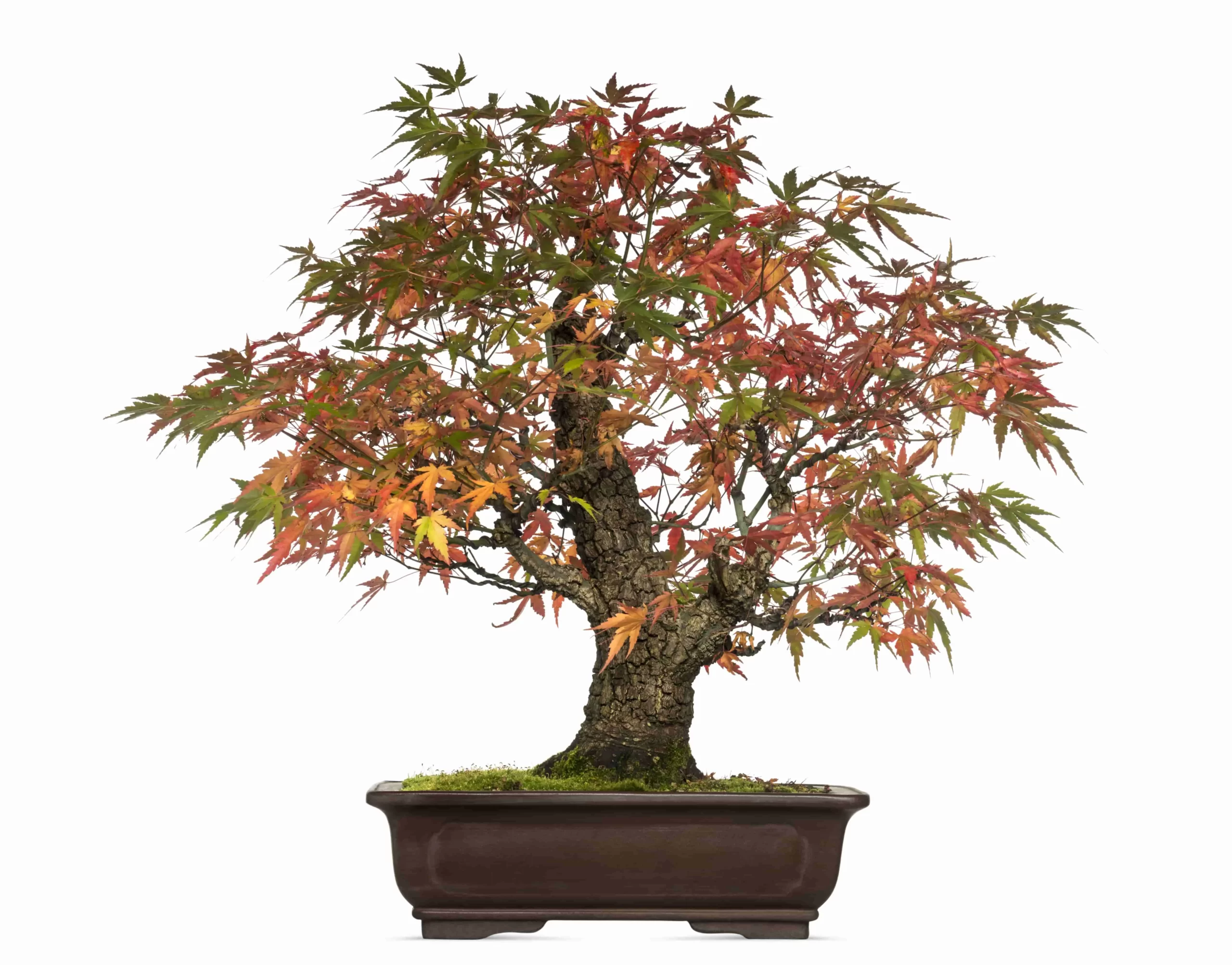 A Bonsai Maple Tree Propagation, Plantation, And Prune