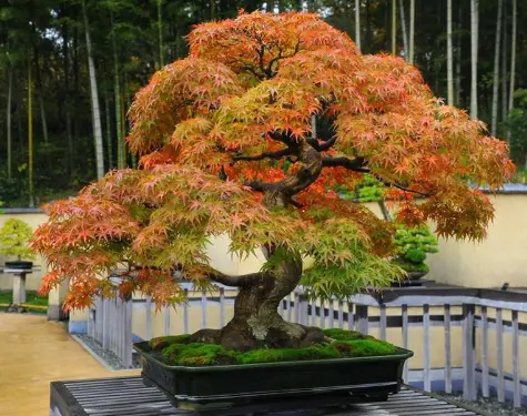 Ultimate Guide to Repotting and Wire Bonsai Tree