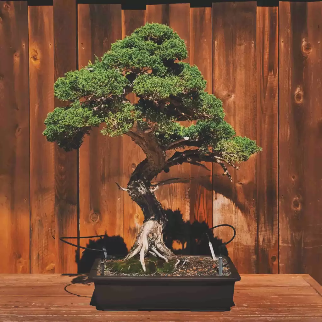 4 Things You Should Know Before Start Growing a Bonsai Trees