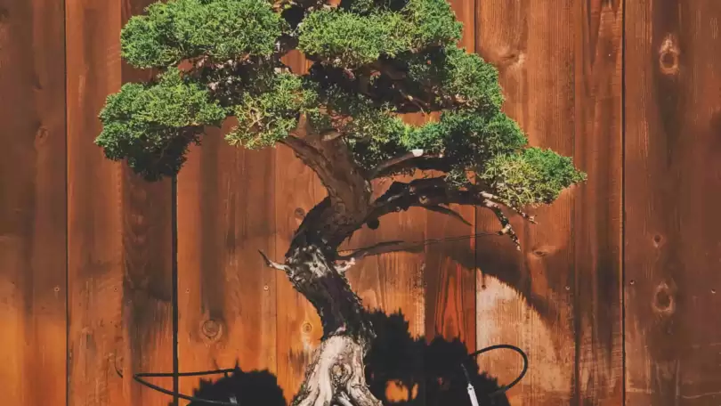 4 Things You Should Know Before Start Growing a Bonsai Trees