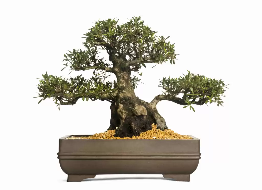 A Full Guide to Creating Beautiful Bonsai maple tree