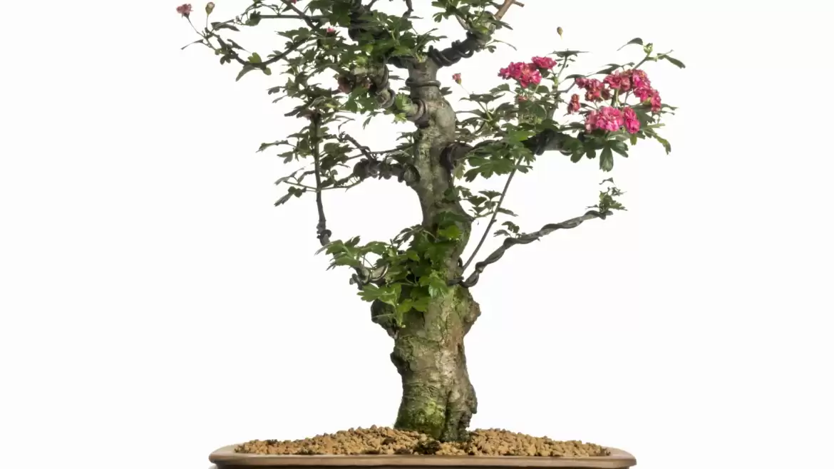 How To Start Your Bonsai Trees Journey – Ultimate Guide