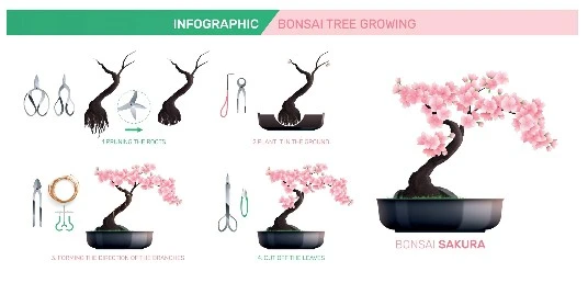 Bonsai Trees Sakura